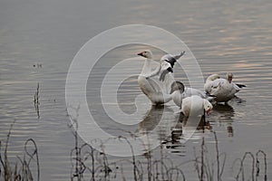 A Gaggle of Snow Geese