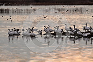 A Gaggle of Snow Geese