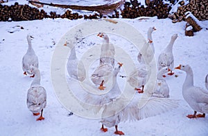 A gaggle in snowing