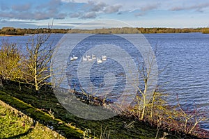 A gaggle of swans swimming beside the causeway on Pitsford Reservoir, UK