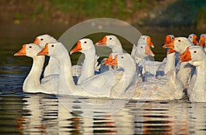 Gaggle of white geese 2 photo