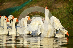 Gaggle of white geese photo