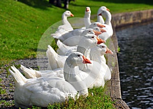 Gaggle of white geese lined up.