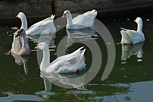 A gaggle of White and Kuban geese