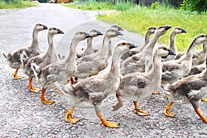 Gaggle of young domestic geese