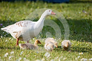 A gaggle of young geese walking near to the lake on the green grass, geese family