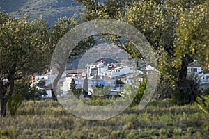 Gaianes between olive trees photo