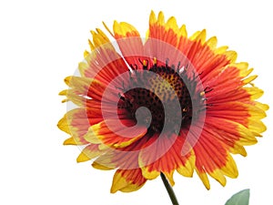 Gaillardia