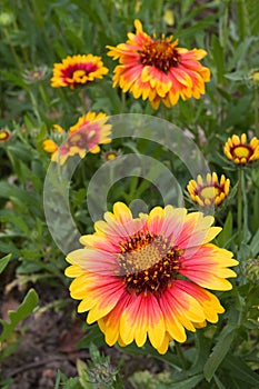 Gaillardia