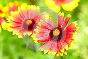 Gaillardia