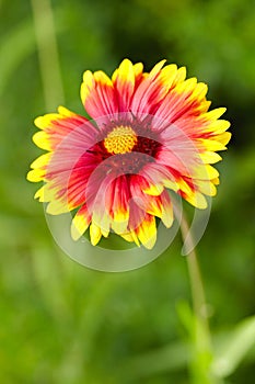 Gaillardia