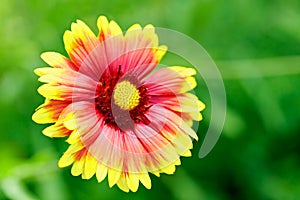 Gaillardia