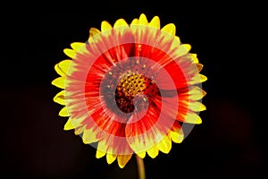 Gaillardia