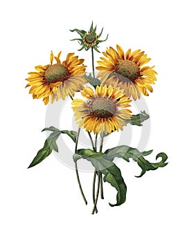 Gaillardia Antique Flower Illustrations