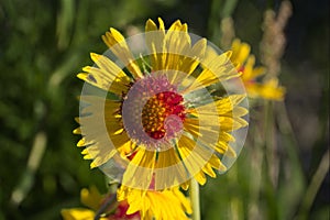 Gaillardia Aristata