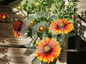 Gaillardia aristata 'Arizona Red Shades'