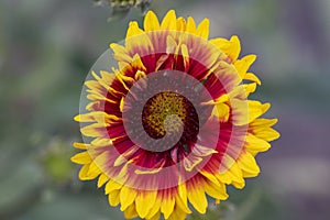 Gaillardia aristata beautiful flowering wild plant, red and yellow petals, blanketflower in bloom