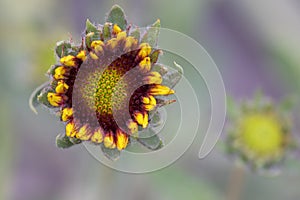 Gaillardia aristata beautiful flowering wild plant, red and yellow petals, blanketflower in bloom