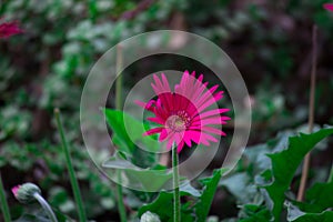 Gaillardia aristata or blancket flower, red yellow flower in full bloom, in a public park in india,   common blanket flower