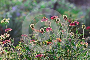 Gaillardia aristata or blancket flower, red yellow flower in full bloom, in a public park in india,   common blanket flower flower