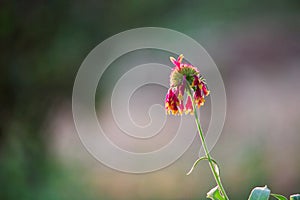 Gaillardia aristata or blancket flower, red yellow flower in full bloom, in a public park in india,   common blanket flower flower