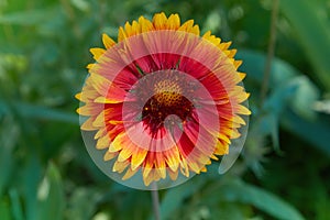 Gaillardia aristata, blanket flower, flowering plant in the sunflower family.