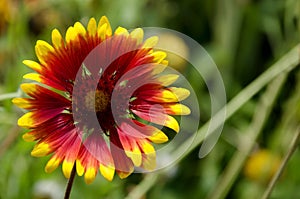 Gaillardia aristata  or Blanket flower with red and yellow petals blooming in the garden