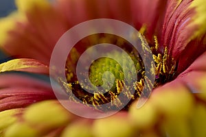 Gaillardia aristata, blanketflower,  a North American wildflower in the sunflower family