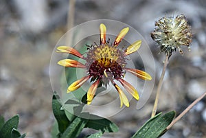 Gaillardia Aristata Firewheel Blanket Flower