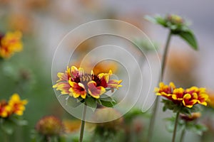 Gaillardia aristata flowering wild plant, red and yellow blanketflower in bloom