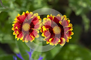 Gaillardia aristata flowering wild plant, red and yellow blanketflower in bloom