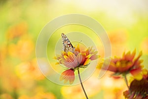 Gaillardia aristata flowering wild plants, red and yellow daisy flower in bloom and butterfly