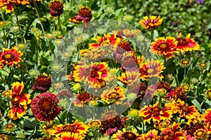 Gaillardia aristata in a green background