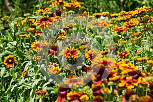 Gaillardia aristata in a green background