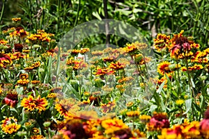 Gaillardia aristata in a green background