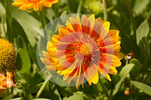 Gaillardia aristata mesa peach