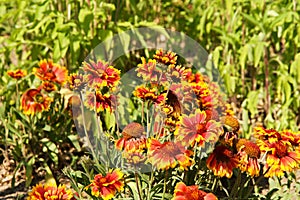 Gaillardia aristata