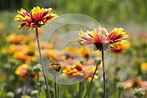 Gaillardia aristata red yellow flower in bloom