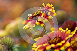 Gaillardia aristata red yellow flower in bloom, common blanketflower flowering plant, group of flowers