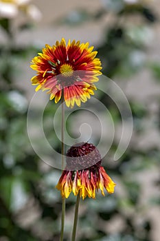 Gaillardia aristata red yellow flower in bloom, common blanketflower flowering plant, two flowers