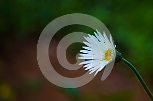 Gaillardia aristata red yellow flower in full bloom, in a public park in india, common blanketflower flowering plant,