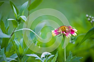 Gaillardia aristata red yellow flower in full bloom, in a public park in india, common blanketflower flowering plant,