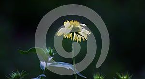 Common gaillardia or blanketflower Gaillardia aristata flower in the garden in full bloom.