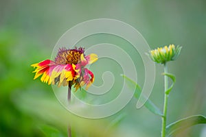 Gaillardia aristata red yellow flower in full bloom in a soft dark background