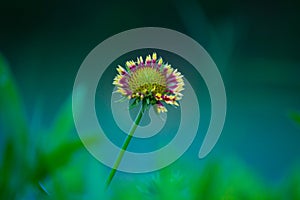 Gaillardia aristata red yellow flower in full bloom in a soft dark background