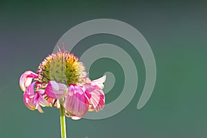 Gaillardia aristata red yellow flower in full bloom in a soft dark background