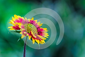 Gaillardia aristata red yellow flower in full bloom in a soft dark background