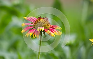 Gaillardia aristata red yellow flower in full bloom in a soft dark background