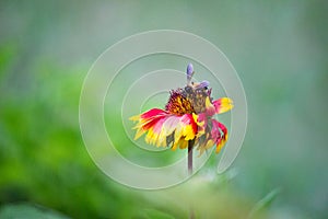 Gaillardia aristata red yellow flower in full bloom in a soft dark background