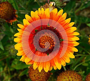 gaillardia aristata yellow red flower on macro